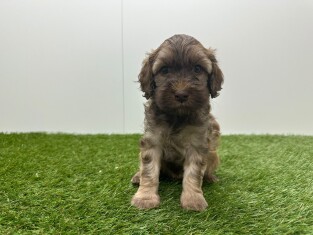 Cockapoo reu Bicolor - PUP-ID 010725073 | Dierenhof Debrabandere