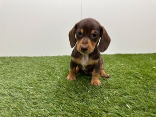 Teckel reu Chocolat en Tan - PUP-ID 010725102 | Dierenhof Debrabandere