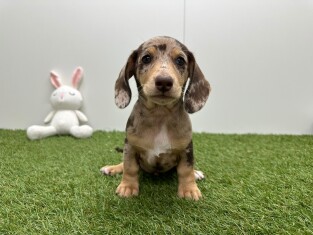 Teckel male Chiot à vendre 010725110