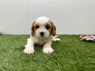 Cavapoo teefje Puppy te koop 010725141