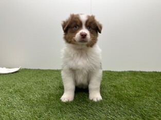 Australian Shepherd male Puppy for sale 010725146