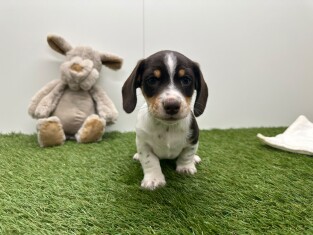 Teckel reu Puppy te koop 010725175