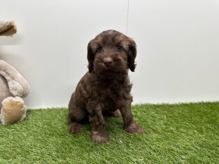 Cockapoo reu Puppy te koop 010725176