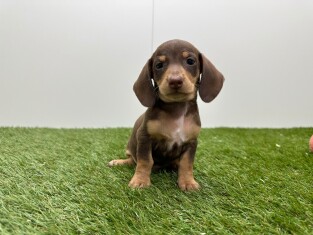 Teckel male Chiot à vendre 010725183