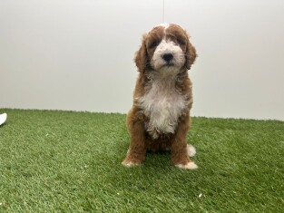 Standard Poodle female Puppy for sale 010725187