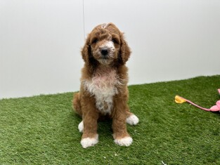 Koningspoedel teefje Puppy te koop 010725194