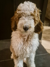 Caniche Royal male Adoption à vendre 010725195