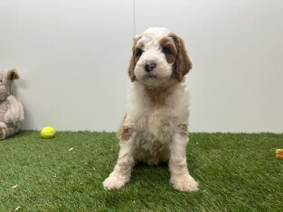 Koningspoedel reu Puppy te koop 010725195
