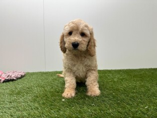 Cockapoo male Puppy for sale 010725201
