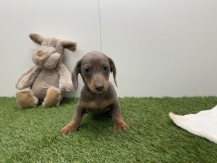 Teckel reu Blauw en tan - PUP-ID 010725205 | Dierenhof Debrabandere