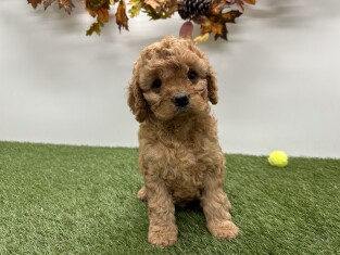 Cavapoo teefje Abrikoos - PUP-ID 010725214 | Dierenhof Debrabandere