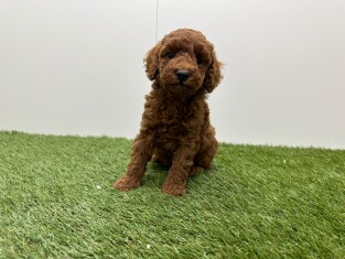 Poedel reu Puppy te koop 010725220