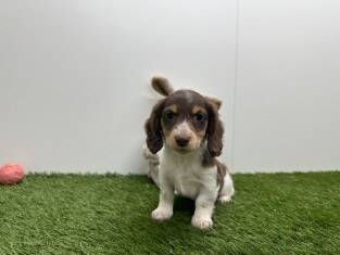 Teckel reu Puppy te koop 010725222