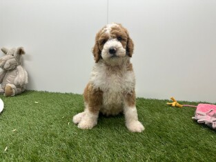 Koningspoedel reu Bicolor - PUP-ID 010725223 | Dierenhof Debrabandere