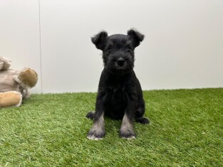 Schnauzer Nain femelle Chiot à vendre 010725224