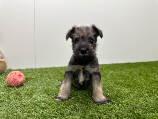 Schnauzer Nain male Chiot à vendre 010725228