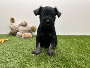 Dwergschnauzer reu Puppy te koop 010725229