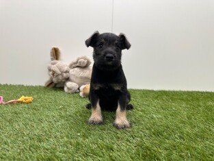 Schnauzer Nain male Chiot à vendre 010725232