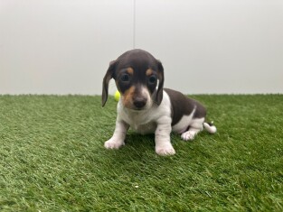 Teckel femelle Tricolor - PUP-ID 010725235 | Dierenhof Debrabandere