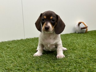 Teckel femelle Chiot à vendre 010725235