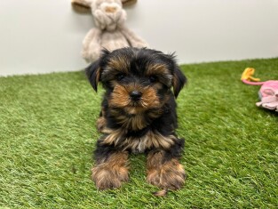 Yorkshire Terrier male Puppy for sale 010725241