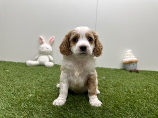 Cavapoo male Blenheim - PUP-ID 010725249 | Dierenhof Debrabandere