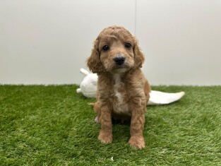 Cockapoo teefje Puppy te koop 010725254