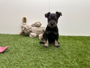 Dwergschnauzer reu Puppy te koop 010725268