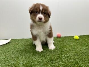 Berger Australien male Chiot à vendre 010725271