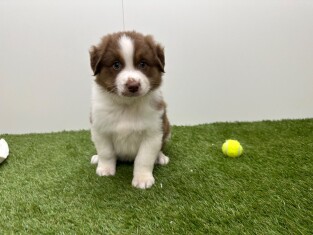 Australian Shepherd male Puppy for sale 010725271