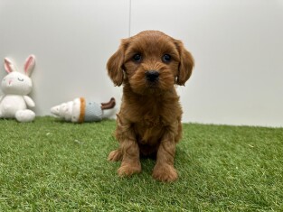 Cavapoo femelle Chiot à vendre 010725273