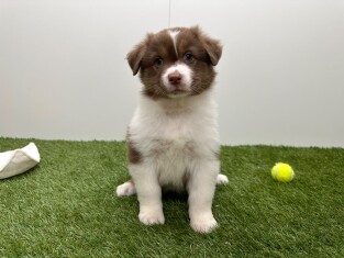Australian Shepherd male Puppy for sale 010725278