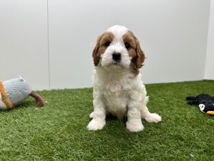Cavapoo male Chiot à vendre 010725289