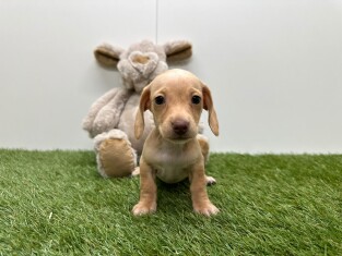 Teckel teefje Puppy te koop 010725293