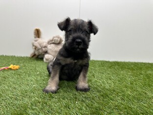 Dwergschnauzer reu Puppy te koop 010725295