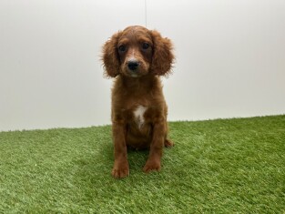Cavapoo male Chiot à vendre 010725298