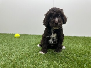 Cockapoo femelle Chiot à vendre 010725300