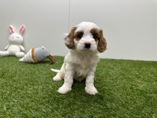Cavapoo teefje Puppy te koop 010725301