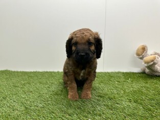 Cockapoo teefje Puppy te koop 010725315