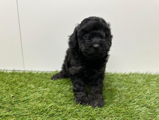 Poedel reu Puppy te koop 010725317