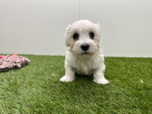 Maltezer reu Wit - PUP-ID 010725319 | Dierenhof Debrabandere