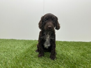 Cockapoo teefje Puppy te koop 010725321