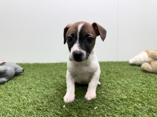 Jack Russell Terrier teefje Tricolor - PUP-ID 010726084 | Dierenhof Debrabandere
