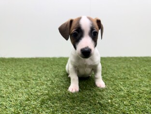 Jack Russell Terrier teefje Tricolor - PUP-ID 010726088 | Dierenhof Debrabandere
