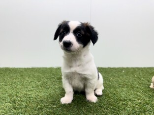 Kruising teefje Tricolor - PUP-ID 010726102 | Dierenhof Debrabandere