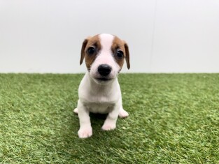 Jack Russell Terrier teefje Tricolor - PUP-ID 010726241 | Dierenhof Debrabandere