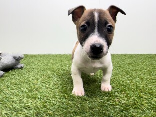 Jack Russell Terrier reu Tricolor - PUP-ID 010726341 | Dierenhof Debrabandere