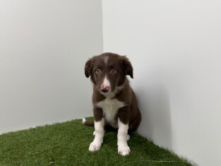 Border Collie femelle Chocolat et blanc - PUP-ID 010733682 | Dierenhof Debrabandere