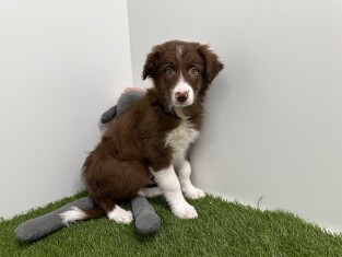 Border Collie reu Chocolat en Wit - PUP-ID 010733686 | Dierenhof Debrabandere