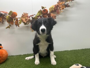 Border Collie reu Zwart en Wit - PUP-ID 010733687 | Dierenhof Debrabandere